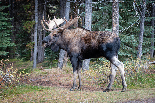 A large brown black bull moose standing in a park