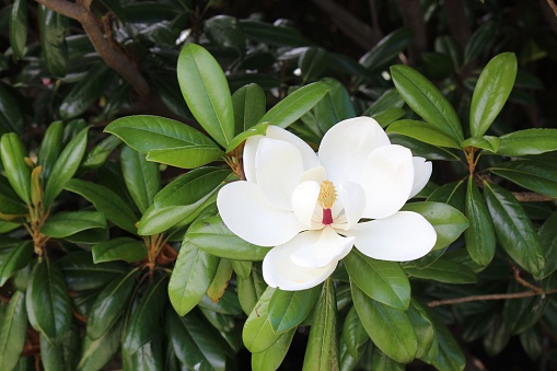 A closeup shot of a delicate white magnolia flower with green leaves around it - great for natural backgrounds