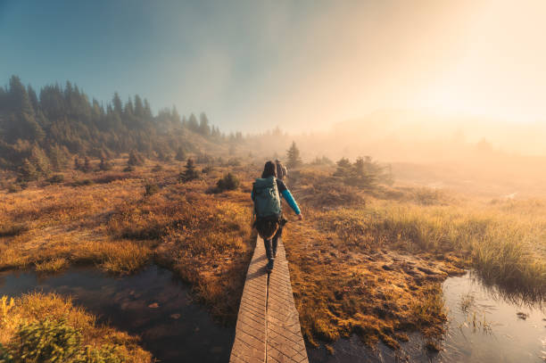grupo de caminhantes caminhando na floresta de outono com luz solar brilhando no parque nacional - meadow autumn hiking mountain - fotografias e filmes do acervo