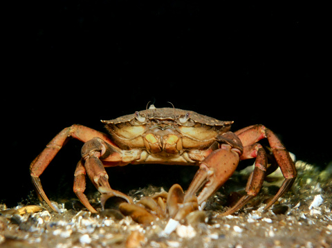 Crab during a night dive