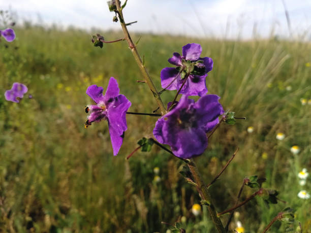 istock Purple flower in the meadow close up 1437629881