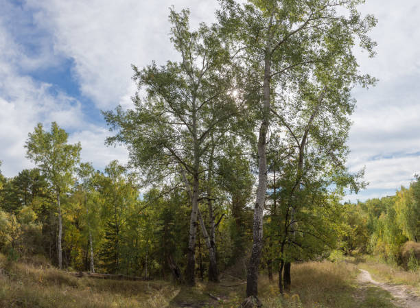 istock Old aspens on hill slope in the autumn forest 1437630837
