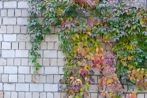 Part of the white brick wall partly overgrown with maiden grapes with autumn varicolored leaves in overcast weather