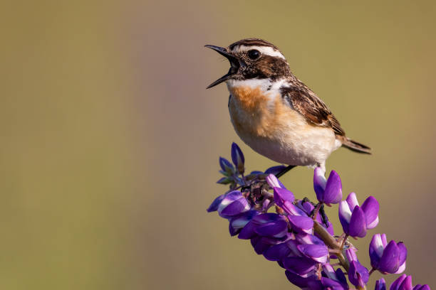 nahaufnahme von braunkehlchen auf einer lupine auf einem feld unter sonnenlicht mit verschwommenem hintergrund - whinchat stock-fotos und bilder