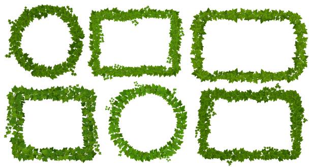istock Ivy frames with green leaves on lianas and vines 1437631643