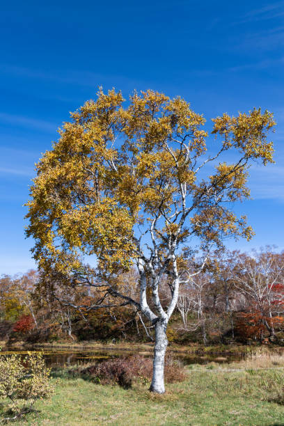 istock apan's late autumn highland scenery 1437633601
