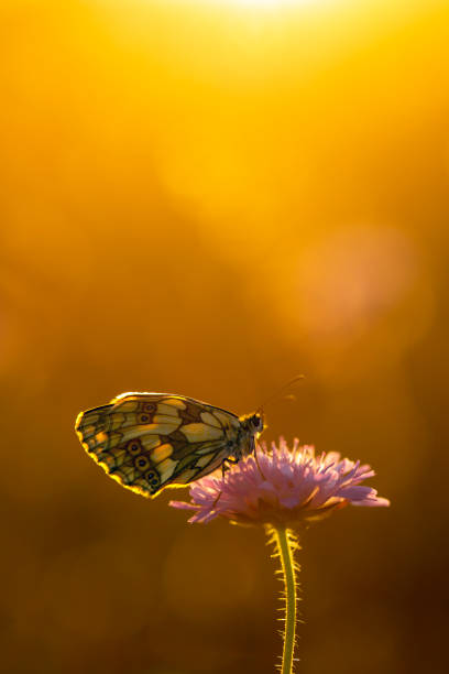 istock A beautiful butterfly on an orange background in the evening 1437633825