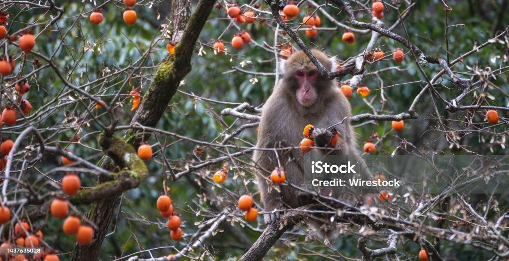Macacos engraçados em uma árvore