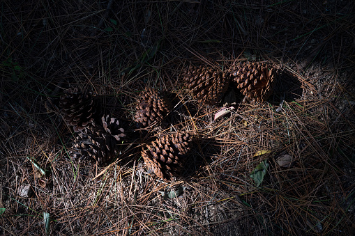 Pine cones on the ground by the sun