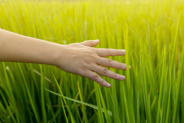 istock Woman hand touching rice plant under soft sunlight atmosphere 1437637041