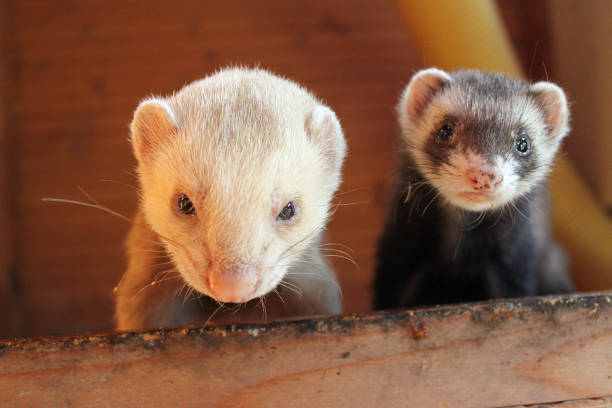istock Closeup of two young cute ferrets staring at the camera 1437637229