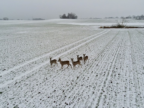 deer winter drone in the field