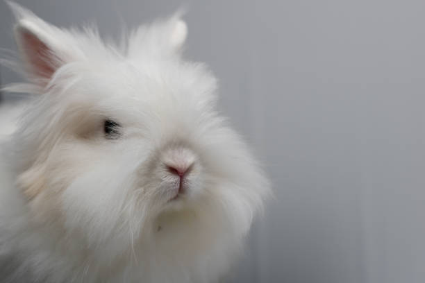 Free picture: Albino rabbits and white graphic minimalism
