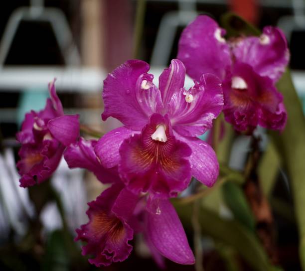 Closeup of beautiful purple orchids. Guarianthe skinneri. A closeup of beautiful purple orchids. Guarianthe skinneri. skinneri stock pictures, royalty-free photos & images