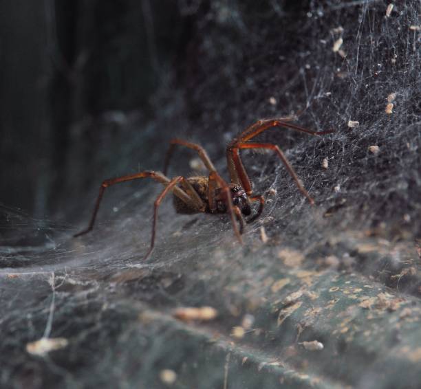 istock Macro shot of a spider building its web 1437637827