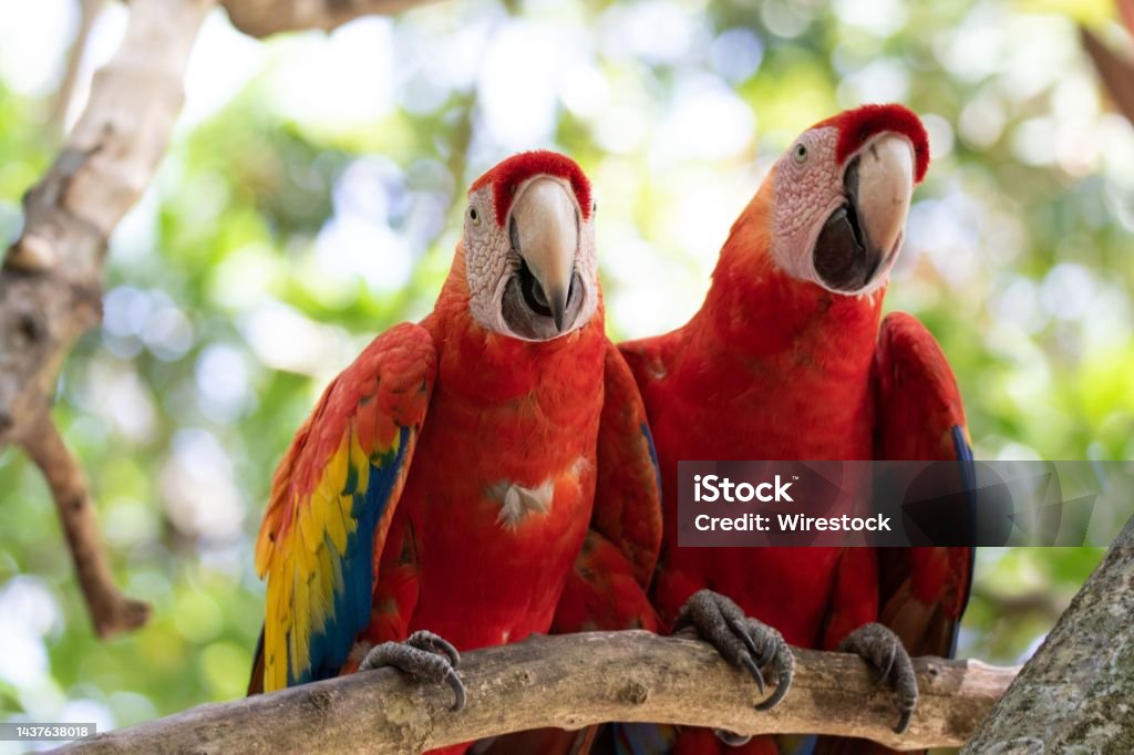 Primer Plano De Una Pareja De Guacamayas Rojas Encaramada En Una Rama De Un Árbol En Un Bosque Foto de stock y más banco de imágenes de Animal - iStock Primer Plano De Una Pareja De Guacamayas Rojas Encaramada En Una Rama De Un Árbol En Un Bosque Foto de stock y más banco de imágenes de Animal - iStock