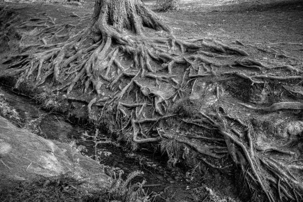 A grayscale closeup shot of long tree roots in a forest