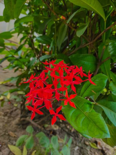 istock Lxoroideae Ro Jungle Geranium Taken From High Angle Shot Photo 1437638806