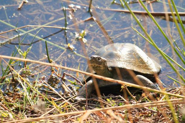 Close-up view of a Chinese pond turtle in the grass on a sunny day The close-up view of a Chinese pond turtle in the grass on a sunny day mauremys reevesii stock pictures, royalty-free photos & images