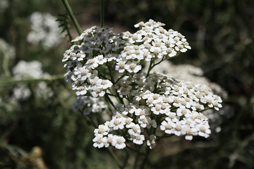 A closeup of medicinal wild herb Common yarrow (Achillea millefolium) white flowers