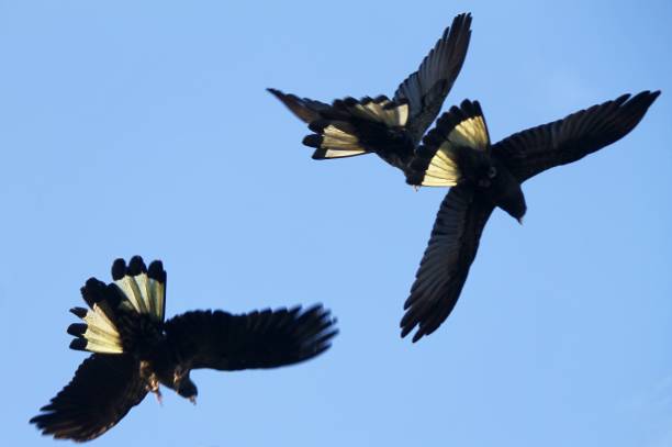 istock Yellow Tailed Black Cockatoos 1437639581