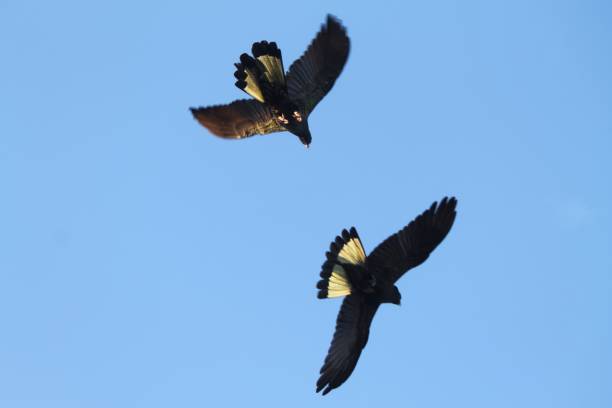 istock Yellow Tailed Black Cockatoos 1437639587