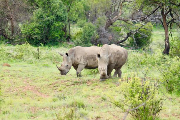 istock Two northern white rhinoceros walking on the grass surrounded by trees 1437639788