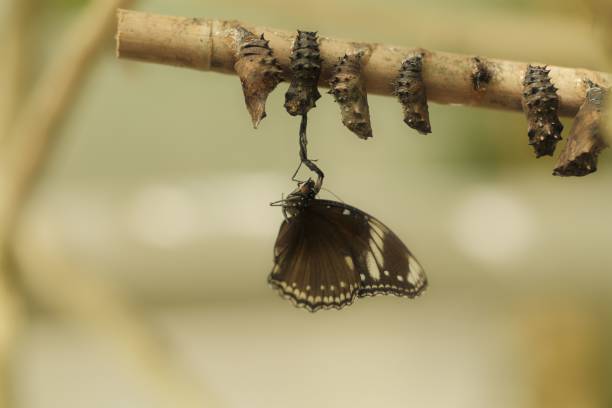 istock Black butterfly hangs on a branch with many caterpillars on it 1437639898