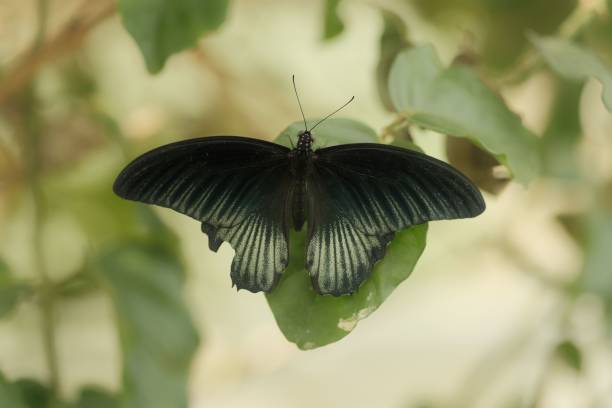 istock Beautiful butterfly with wide open wings is sitting on a green leaf 1437639905