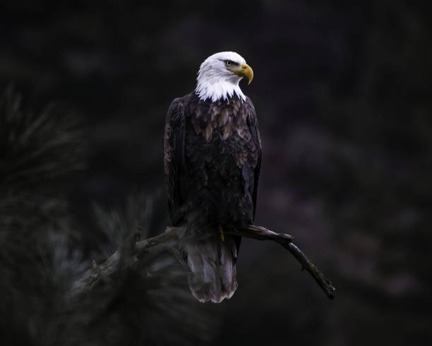 istock Closeup shot of bald eagle on a tree branch looking for its prey on a blurred background 1437640247