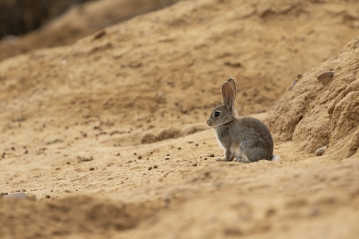 A closeup shot of a cute grey wild rabbit on the sandy ground outside the cave