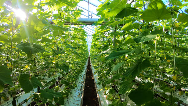 istock Industrial greenhouse for growing vegetables. 1437640455