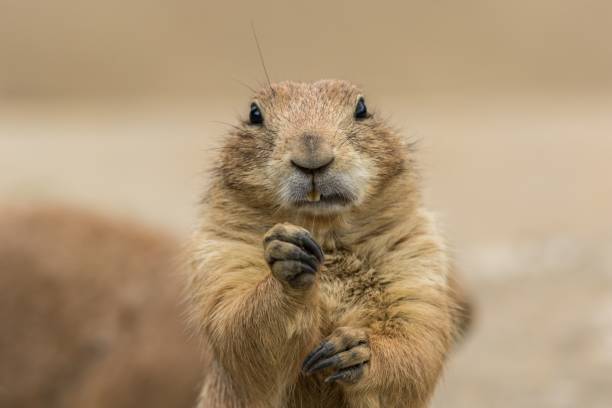 istock Adorable  black-tailed prairie dog eating a plant 1437640577