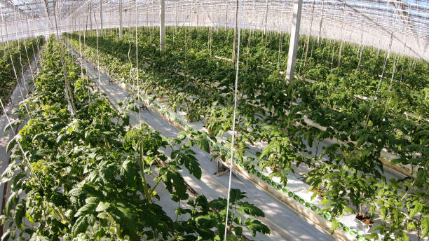 Industrial greenhouse for growing vegetables. stock photo