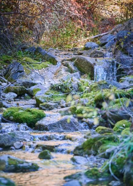 istock Vertical shot of a river stream flowing on mossy rocks in a forest 1437640703