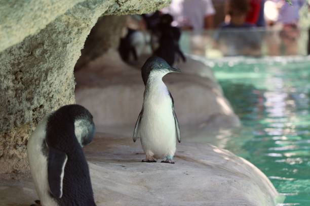 istock Group of penguins on a pond shore in a zoo 1437640949