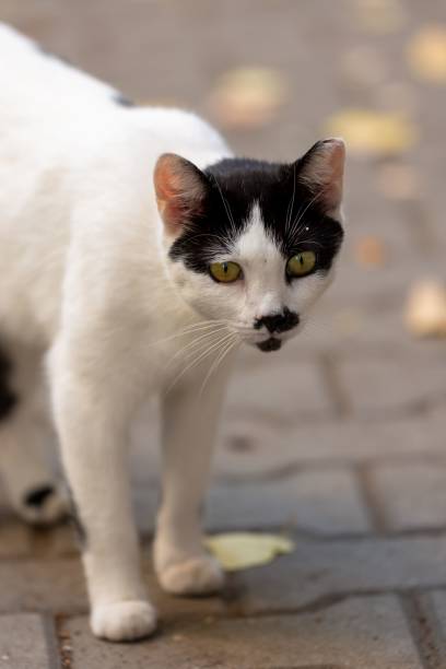 istock Street cats in an urban 1437641072
