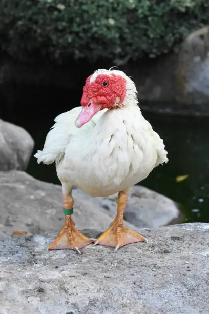 A vertical shot of a red-beak white duck standing on a rock