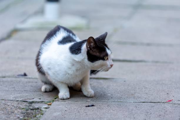 istock Street cats in an urban 1437641109