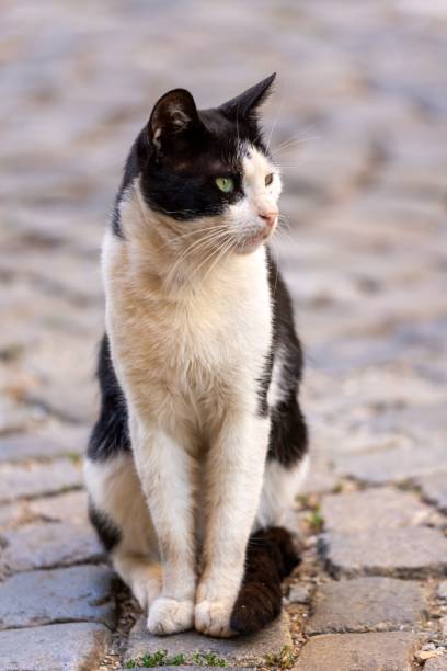 istock Street cats in an urban 1437641125