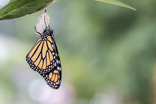 A closeup shot of a beautiful butterfly - metamorphosis concept