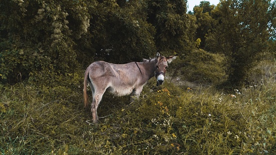 A brown donkey in the meadow during the daytime