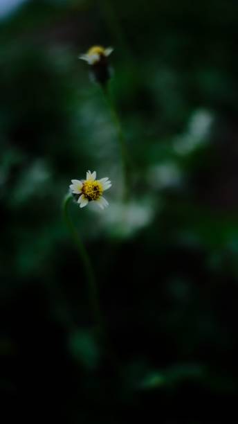 istock Blossoms in the mornin 1437641668