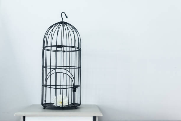 istock White gerbera flower in a black decorative bird cage on a table against a white wall 1437642316