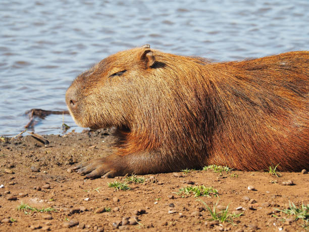 istock Capybara sitting at a lake at daytime 1437642429