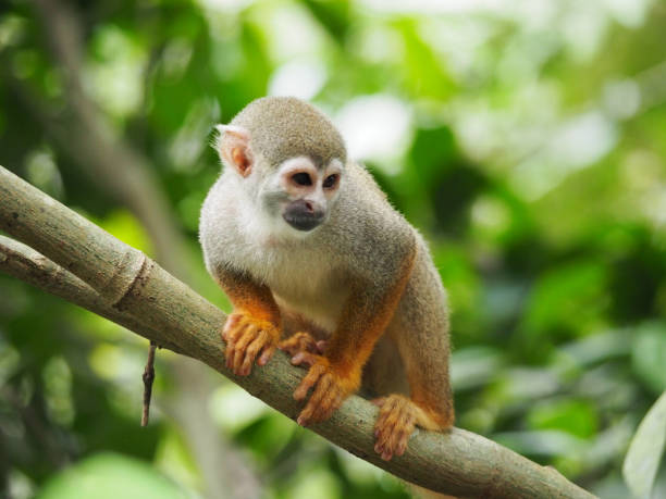 istock Closeup shot of a cute squirrel monkey 1437642443