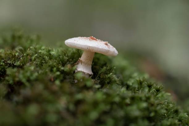 Closeup of a tiny blusher mushroom (Amanita rubescens) A closeup of a tiny blusher mushroom (Amanita rubescens) in moss amanita rubescens stock pictures, royalty-free photos & images