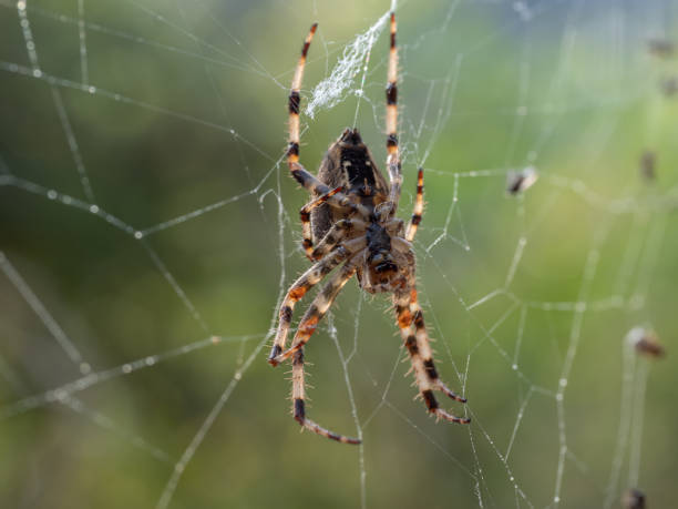istock Macro shot of a spider on a web 1437642642