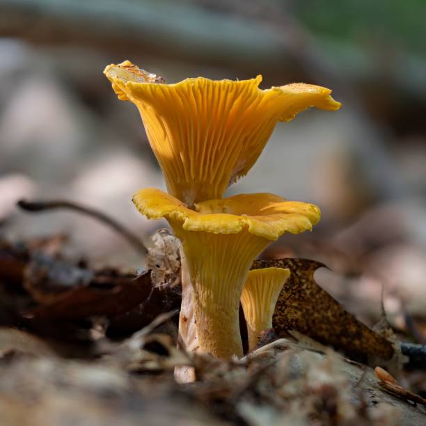 istock Closeup of some fresh chanterelles 1437642701