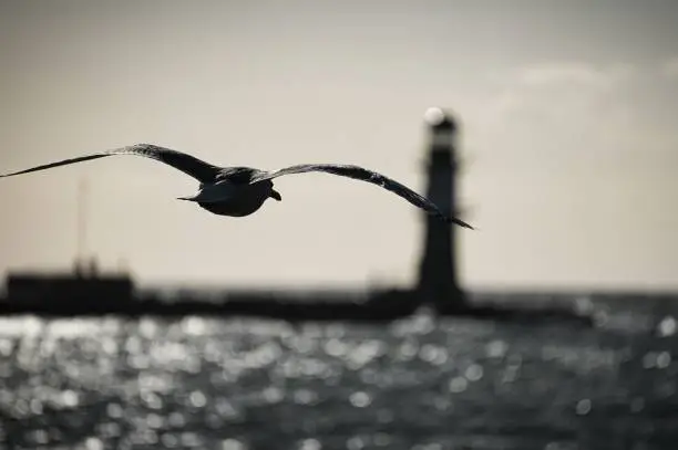 A grayscale shot of a seagull flying to the Whitehouse near the sea